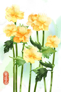 水彩風(fēng)格中草藥植物金蓮花插畫