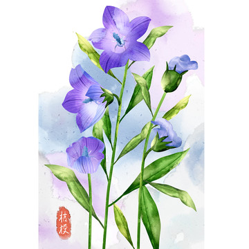 水彩風(fēng)格植物花卉桔梗插畫