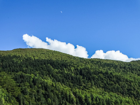 高山森林