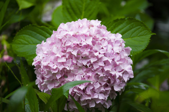 粉色绣球花朵