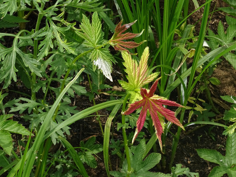 花草