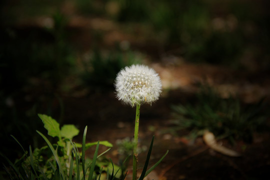 鲜花