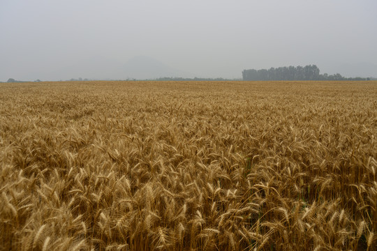 麦田