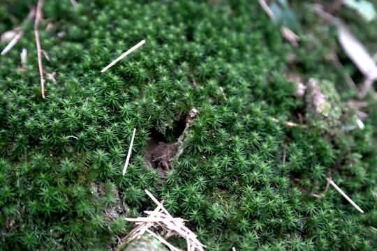 苔藓