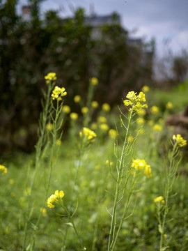 油菜花