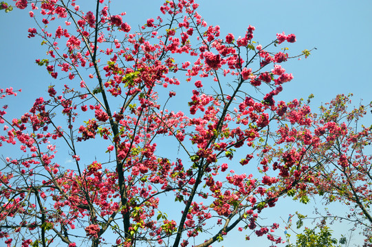 花树