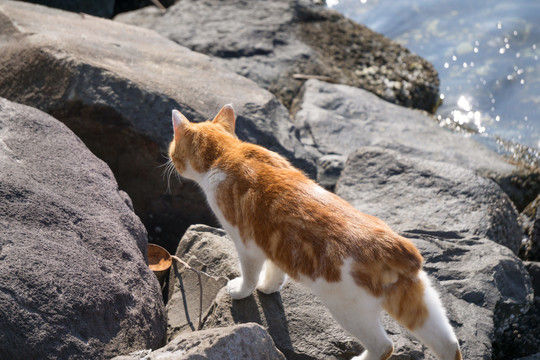 海边的野猫