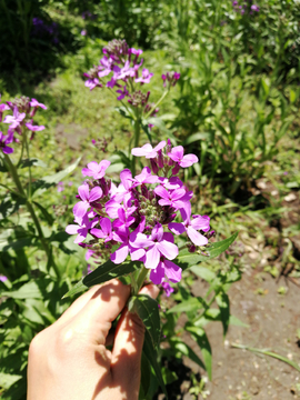 蓝香芥