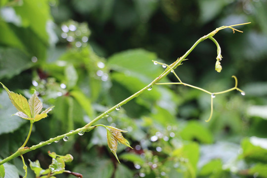 雨后的植物晶莹的露珠