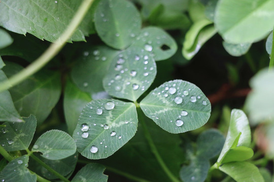 露水和草