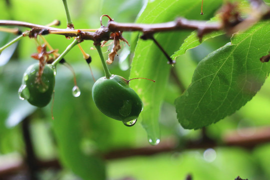 果实和雨滴