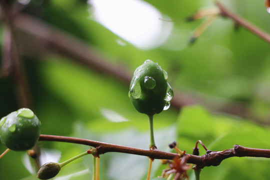 果实和雨滴