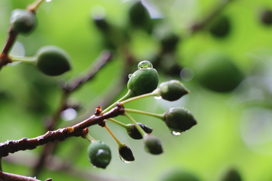 苹果树上的嫩芽和露水