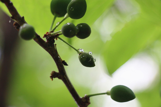 苹果树上的嫩芽和露水