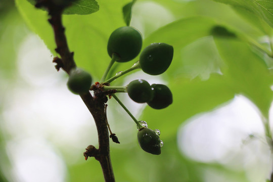 苹果树上的嫩芽和露水