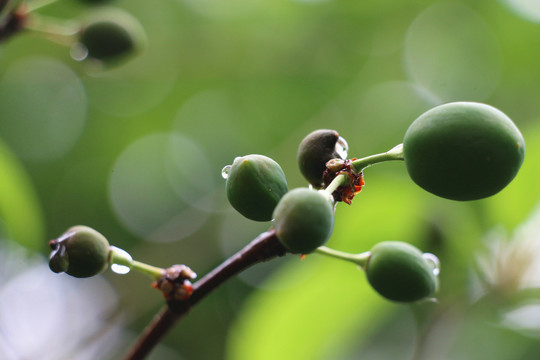 雨后的青果