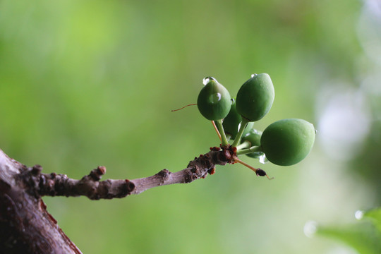 雨后的青果