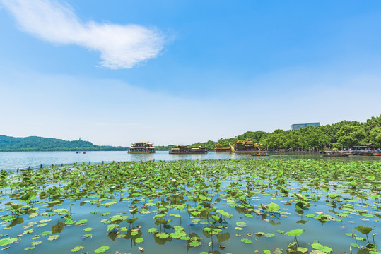 杭州西湖荷花