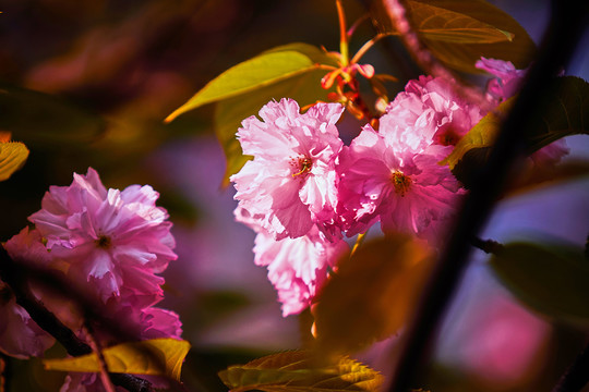 花卉