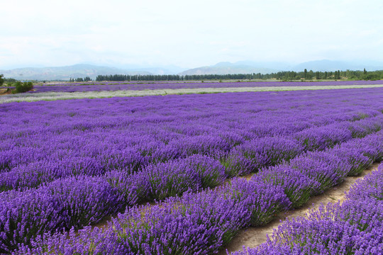 薰衣草花田