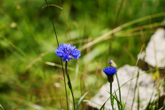 矢车菊