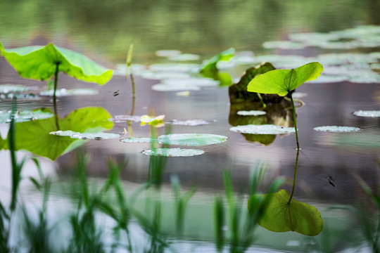 夏荷