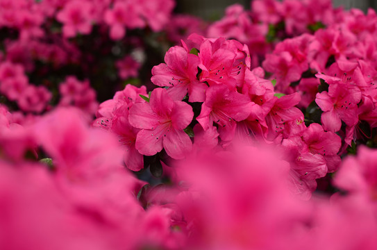 映山红杜鹃花