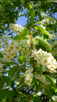 野生稠李子花