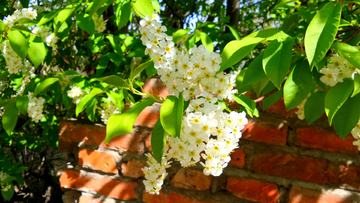 野生稠李子花