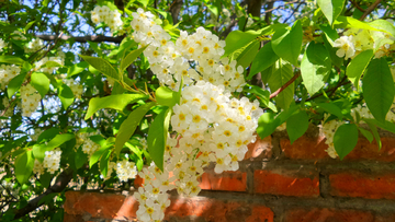 野生稠李子花