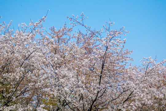 樱花