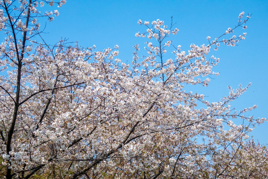 樱花