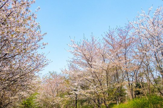 樱花