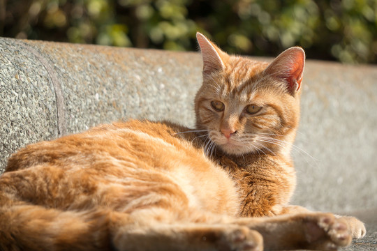 橘猫