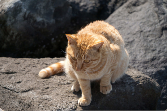 小猫觅食