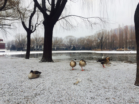 雪天的大雁