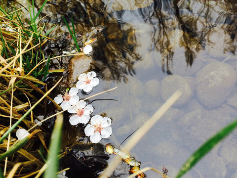 落花流水