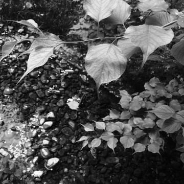 黑白树叶