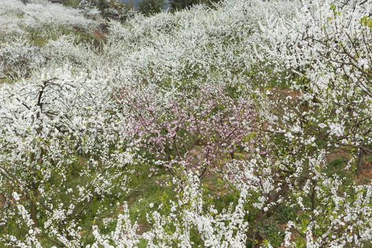 李子花