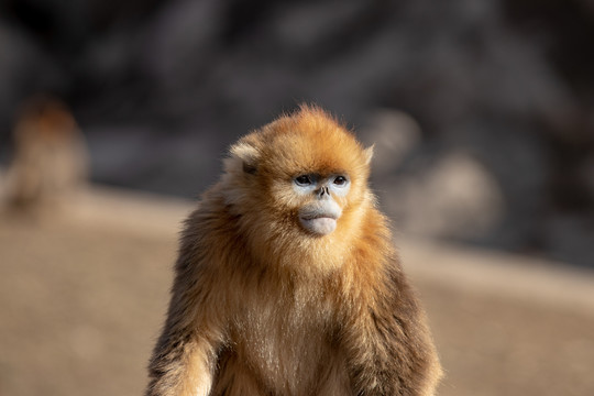 川金丝猴