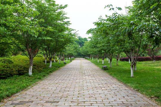 常州春秋淹城遗址公园樱花大道