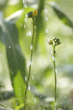 瓜花