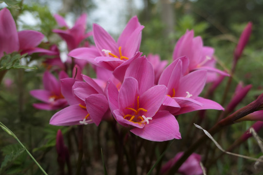 韮兰花