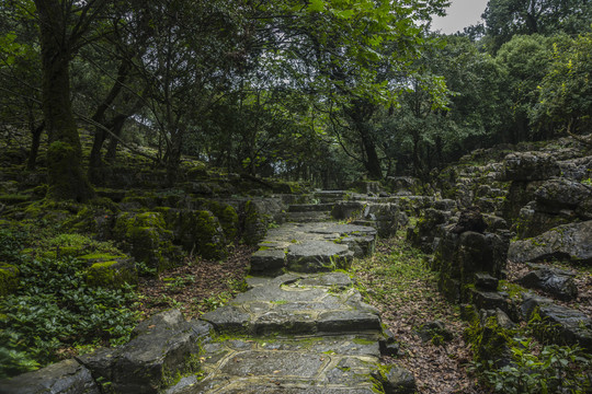 菌子山风光