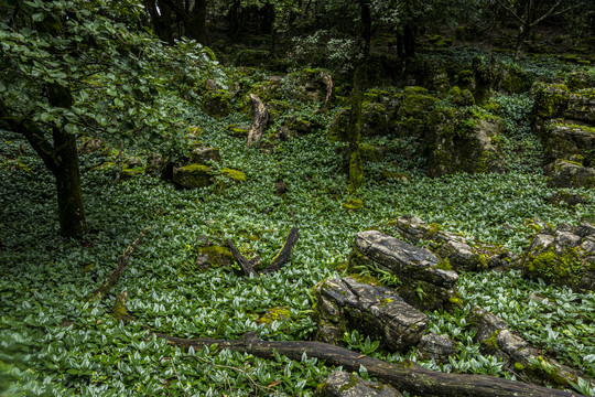 菌子山风光