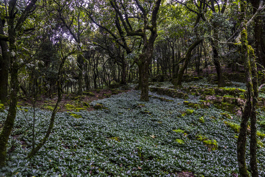 菌子山风光