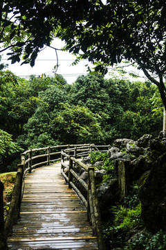 菌子山风光