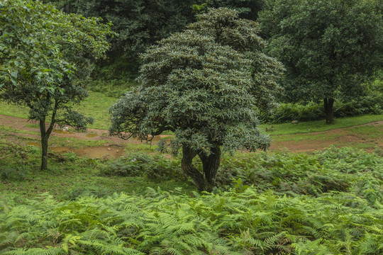 菌子山风光