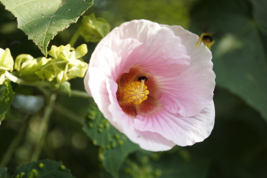 木棉花