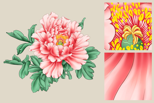 手繪牡丹插畫